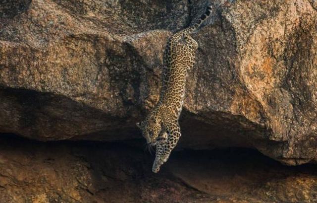 Head to Jawai Bandh Community Reserve in Rajasthan to spot leopards Head to Jawai Bandh Community Reserve in Rajasthan to spot leopards