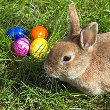 The now-famous Easter bunny originated in Germany and was first referred to in German literature of the 17th century. (Wikimedia Commons) The now-famous Easter bunny originated in Germany and was first referred to in German literature of the 17th century. (Wikimedia Commons)