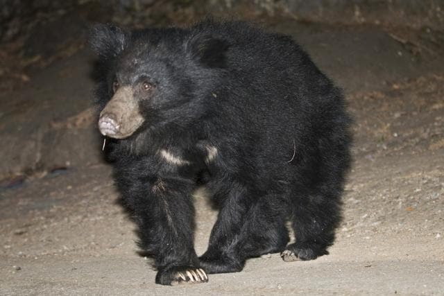 There are over a thousand sloth bears in Maharashtra. (V Chauhan/HT Photo) There are over a thousand sloth bears in Maharashtra. (V Chauhan/HT Photo)