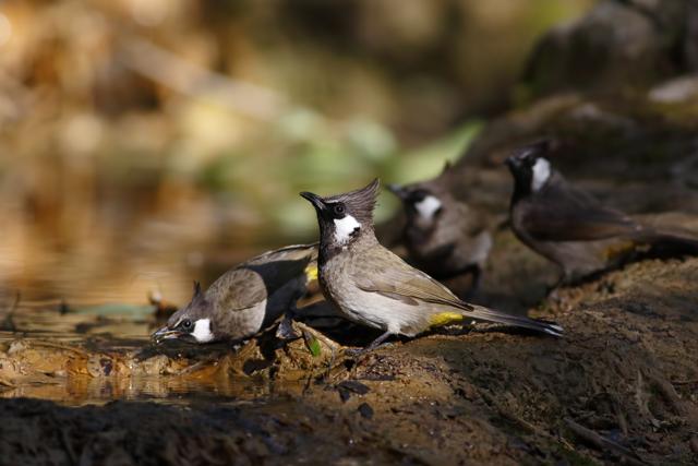 A group of Himalayan bulbul at water stream in Jim Corbett National Park. (Istock) A group of Himalayan bulbul at water stream in Jim Corbett National Park. (Istock)