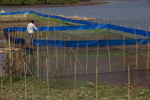A crab farm enclosed in mesh nets. (UNDP) A crab farm enclosed in mesh nets. (UNDP)