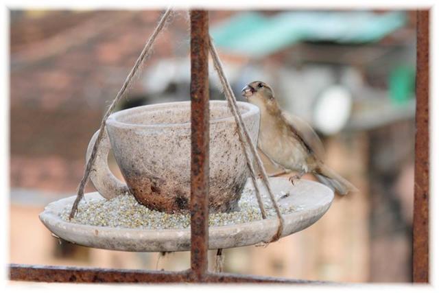 A sparrow feeds from one of Arundhati’s feeders, shaped like a cup and saucer. (HT)