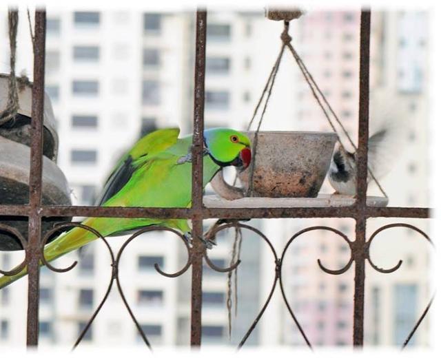 An Alexandrine parakeet on Arundhati’s balcony. (HT) An Alexandrine parakeet on Arundhati’s balcony. (HT)