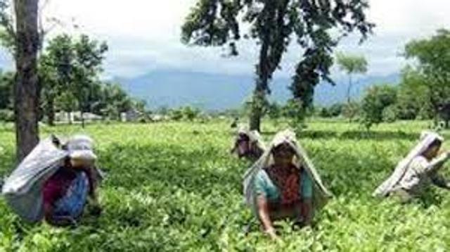 Tea plantation and production began in India in the nineteenth century. The British began it to break the monopoly of the Chinese in the tea industry. Indians took to drinking tea on a large scale after a marketing campaign by the Tea Board in the 1920s. (HT Photo) Tea plantation and production began in India in the nineteenth century. The British began it to break the monopoly of the Chinese in the tea industry. Indians took to drinking tea on a large scale after a marketing campaign by the Tea Board in the 1920s. (HT Photo)