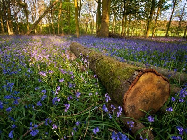 One of the biggest risks the flower bed is from people taking selfies in the woods, say park managers. (Shutterstock)