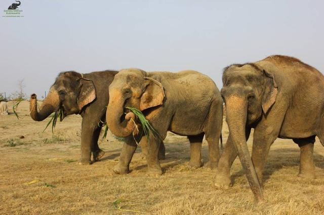 Mia, Rhea and Sita at the Elephant Conservation and Care Centre in Mathura. (HT)