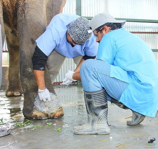 Sita’s hurt foot being treated at the centre. (HT)