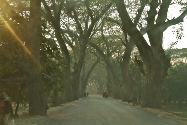 Despite the strong economic reason, the destruction of the green canopy on the national highway has evoked strong reaction among most of the locals in areas such as Habra, Ashoknagar, Bongaon and Barasat, important towns of North 24 Parganas that is also the most densely populated district in the country. (Facebook/Onu Tareq) Despite the strong economic reason, the destruction of the green canopy on the national highway has evoked strong reaction among most of the locals in areas such as Habra, Ashoknagar, Bongaon and Barasat, important towns of North 24 Parganas that is also the most densely populated district in the country. (Facebook/Onu Tareq)
