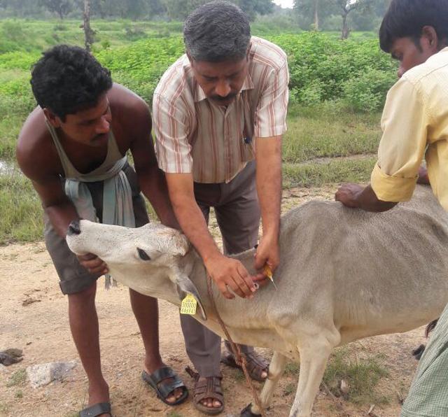 Government officials punch the tag of the UID number on a cow in Ranchi. (HT Photo) Government officials punch the tag of the UID number on a cow in Ranchi. (HT Photo)