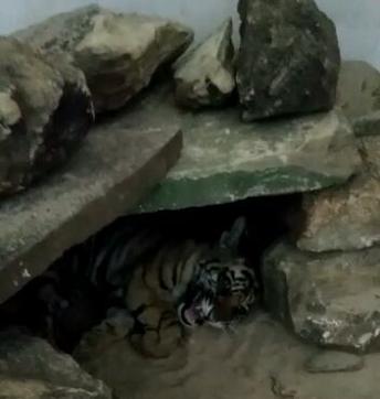 The third cub hours before it died in the tiger reserve. (HT Photo )