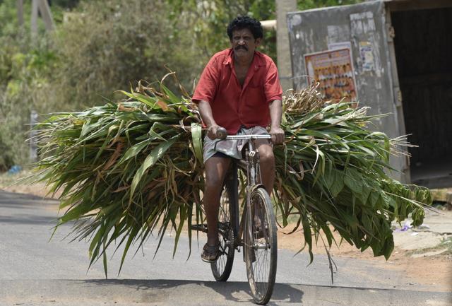 A man seen carrying fodder for his cattle at Belamaranahalli village of Kolar. (Arijit Sen/HT Photo)