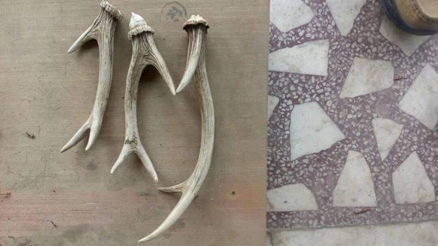Antlers seized from the house, located in Meerut’s Civil Lines area. (HT Photo)