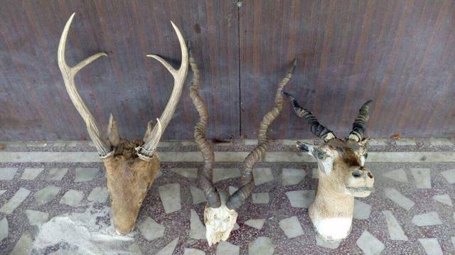 Deer trophies recovered from retired colonel Devendra Kumar’s house. (HT Photo)