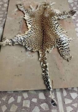 The seized leopard skin. (HT Photo) The seized leopard skin. (HT Photo)