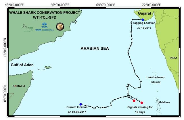 The whale shark has travelled 3,000 km since December 23 last year. (HT) The whale shark has travelled 3,000 km since December 23 last year. (HT)