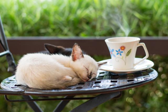 Interacting with pets helps keep customers away from their smartphones and other technology. (Istock) Interacting with pets helps keep customers away from their smartphones and other technology. (Istock)