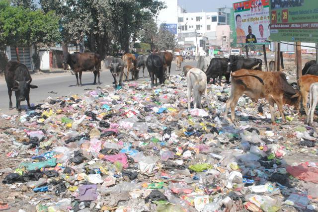 Cattle feed on garbage dumped on Circular road in Gonda. (Pankaj Tiwari Pintu/HT) Cattle feed on garbage dumped on Circular road in Gonda. (Pankaj Tiwari Pintu/HT)