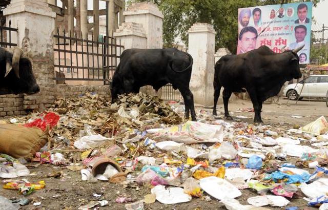 Cattle feasting on the refuse near Anardana Chowk in Patiala. (HT Photo) Cattle feasting on the refuse near Anardana Chowk in Patiala. (HT Photo)