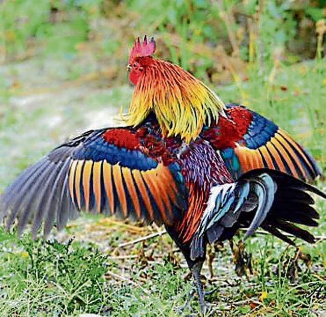 A male junglefowl’s dazzling colours. (AMI PRABAL) A male junglefowl’s dazzling colours. (AMI PRABAL)