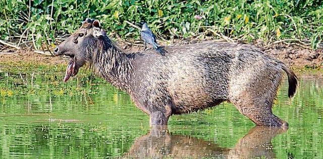 A sambar, whose jaw was blown up by an IED, seeks relief at Sukhna Lake’s rowing canal. (DR MANU MENGI) A sambar, whose jaw was blown up by an IED, seeks relief at Sukhna Lake’s rowing canal. (DR MANU MENGI)