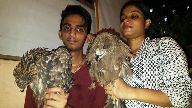 Vishnu Nair (left) and Nisha Kunju of PAWS with rescued Kites. (HT Photo) Vishnu Nair (left) and Nisha Kunju of PAWS with rescued Kites. (HT Photo)