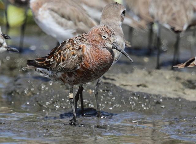 A sandpiper that was ringed by the BNHS last year. (Raju Kasambe)