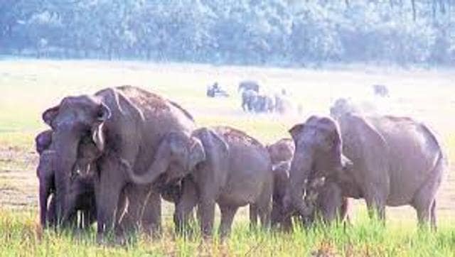 Recently Bankura district officials in south Bengal introduced sms alerts cautioning people about elephant movements in the area. (HT Photo) Recently Bankura district officials in south Bengal introduced sms alerts cautioning people about elephant movements in the area. (HT Photo)