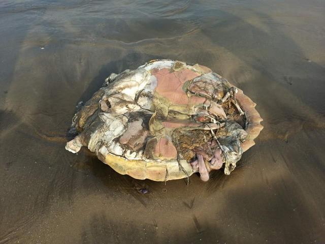 The decomposed carcass of a turtle. (HT) The decomposed carcass of a turtle. (HT)