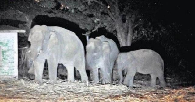 Elephants near rail tracks in West Midnapore in south Bengal. It becomes difficult for train drivers to spot these animals in the dark from a distance. (HT Photo)