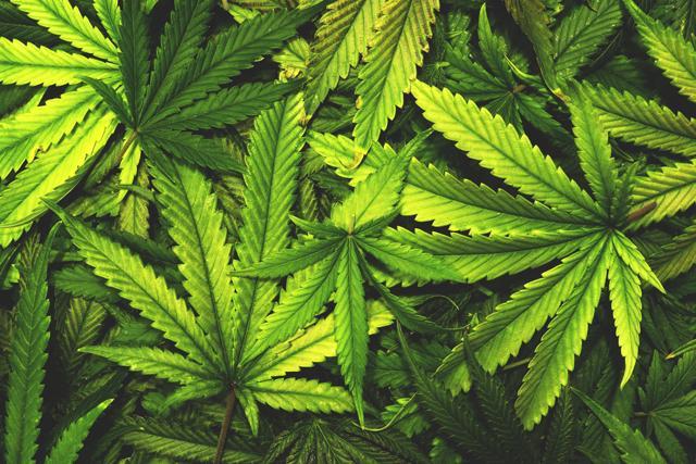 Marijuana also helps improve cognitive skills. (Shutterstock) Marijuana also helps improve cognitive skills. (Shutterstock)