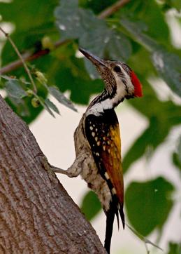 Lesser golden back woodpecker