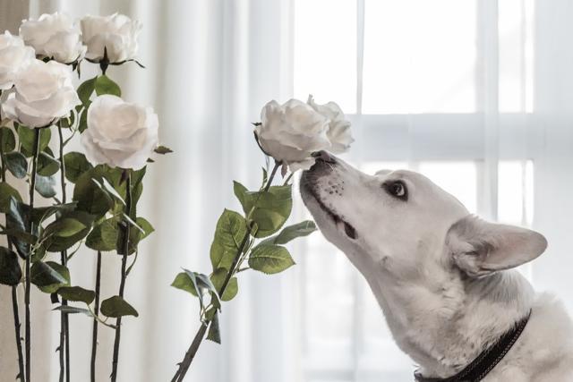 The difference between humans, dogs and rodents when it comes to sense of smell may come down to different sensitivities to certain odours. (Shutterstock) The difference between humans, dogs and rodents when it comes to sense of smell may come down to different sensitivities to certain odours. (Shutterstock)