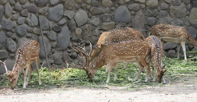 Deers eating grass at the zoo on Thursday. (HT Photo) Deers eating grass at the zoo on Thursday. (HT Photo)
