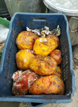 fungi infested food recovered from the canteen at the District Courts Complex in Ludhiana on Wednesday. (HT Photo) fungi infested food recovered from the canteen at the District Courts Complex in Ludhiana on Wednesday. (HT Photo)