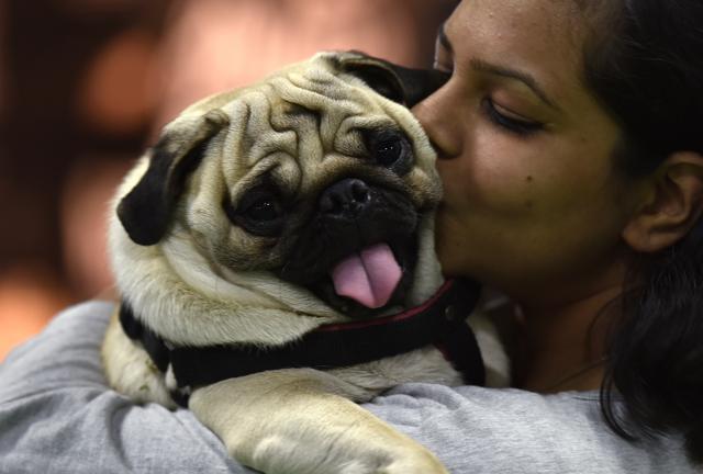 According to the study, children who actively solicited their dogs to come and be pet or stroked had lower cortisol levels, a biological marker of the body’s stress response, compared to children who engaged their dogs less. (Virendra Singh Gosain/HT PHOTO) According to the study, children who actively solicited their dogs to come and be pet or stroked had lower cortisol levels, a biological marker of the body’s stress response, compared to children who engaged their dogs less. (Virendra Singh Gosain/HT PHOTO)