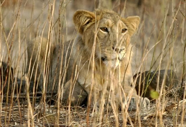 An Asiatic lion in the Gir forest, Gujarat. 40 people have been killed by lions in the state, between 2014 and 2017. (Reuters File Photo) An Asiatic lion in the Gir forest, Gujarat. 40 people have been killed by lions in the state, between 2014 and 2017. (Reuters File Photo)