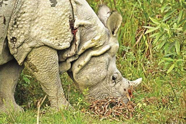 The famous one-horn rhino. (Saubhadra Chatterji) The famous one-horn rhino. (Saubhadra Chatterji)