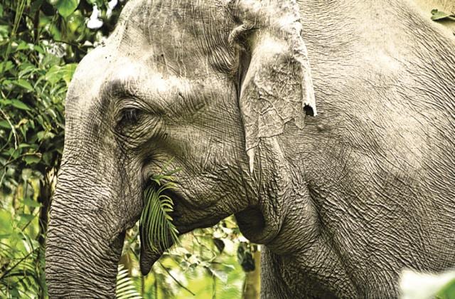 A lone elephant having a meal in the forest. (Saubhadra Chatterji) A lone elephant having a meal in the forest. (Saubhadra Chatterji)
