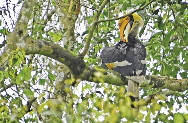 The Great Indian Hornbill is a famous inhabitant. (Saubhadra Chatterji) The Great Indian Hornbill is a famous inhabitant. (Saubhadra Chatterji)