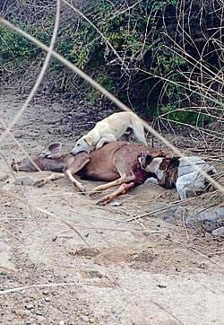 Village dogs kill a sambar fawn at village Choti-Badi Nagal (Punjab), 15 km from Chandigarh. (HT Photo) Village dogs kill a sambar fawn at village Choti-Badi Nagal (Punjab), 15 km from Chandigarh. (HT Photo)
