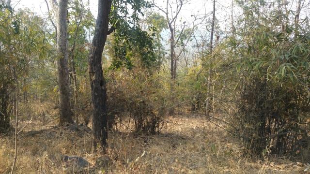 Panna forests (HT PHOTO) Panna forests (HT PHOTO)