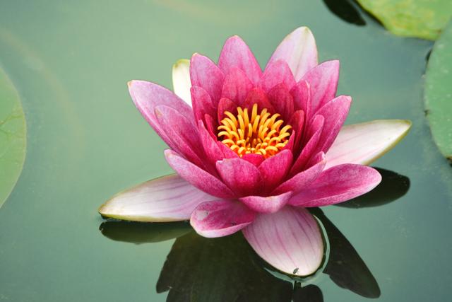 Lotus face pack is great for sensitive skin. (Istockimages) Lotus face pack is great for sensitive skin. (Istockimages)