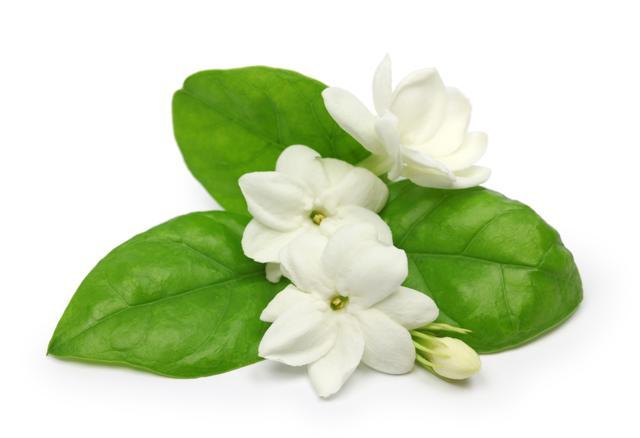Jasmine helps rejuvenate tired skin. (Getty Images/iStockphoto) Jasmine helps rejuvenate tired skin. (Getty Images/iStockphoto)
