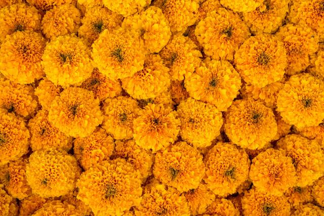 Marigold flower infused pack is great for your skin. (Getty Images/iStockphoto) Marigold flower infused pack is great for your skin. (Getty Images/iStockphoto)