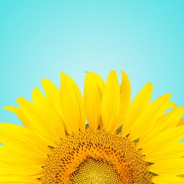 Sunflower face pack brightens up your skin. (Getty Images/iStockphoto) Sunflower face pack brightens up your skin. (Getty Images/iStockphoto)