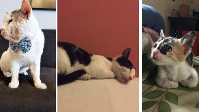 These cute kitties are waiting to be adopted. These cute kitties are waiting to be adopted.