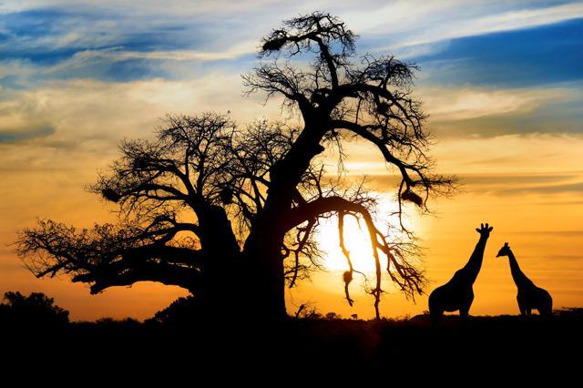 South Africa is also a favourite among travellers, notably for safaris and wilderness retreats. (Shutterstock) South Africa is also a favourite among travellers, notably for safaris and wilderness retreats. (Shutterstock)