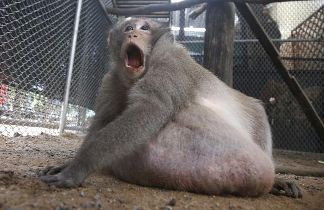 "Uncle Fat" sits in a rehabilitation center in Bangkok on May 19. (AP Photo) "Uncle Fat" sits in a rehabilitation center in Bangkok on May 19. (AP Photo)