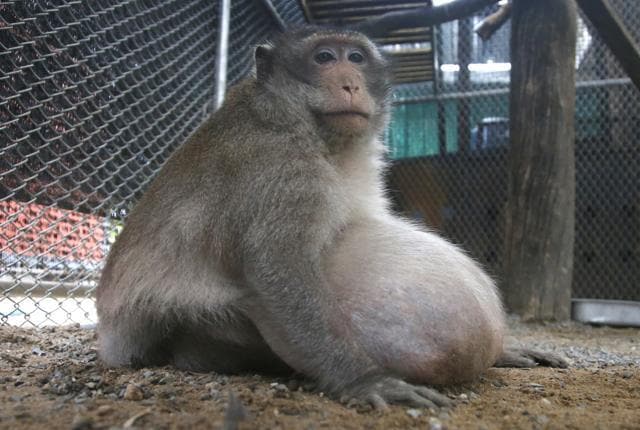 A wild obese macaque sits in a rehabilitation center in Bangkok on May 19. (AP Photo) A wild obese macaque sits in a rehabilitation center in Bangkok on May 19. (AP Photo)