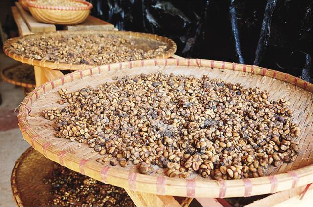 For the adventurous, there is ca phe chon or weasel coffee that’s made from coffee beans harvested from the animal’s faeces. (Shutterstock) For the adventurous, there is ca phe chon or weasel coffee that’s made from coffee beans harvested from the animal’s faeces. (Shutterstock)
